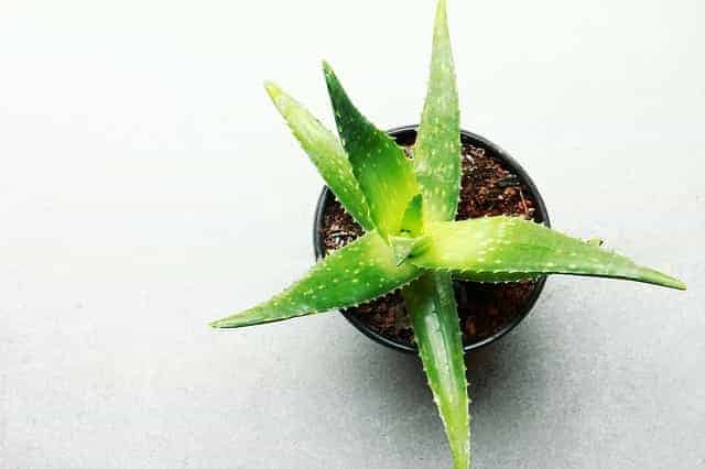Aloe Vera Plant Turning Pink? Here’s Why