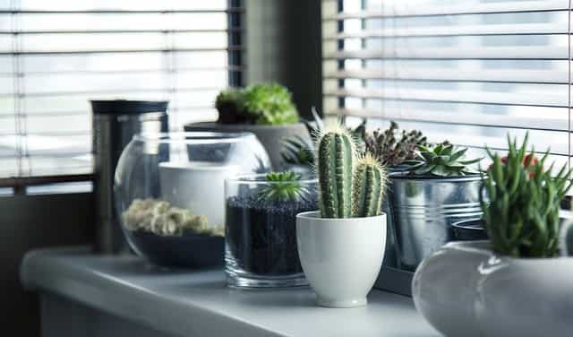 can you plant cactus and succulents together