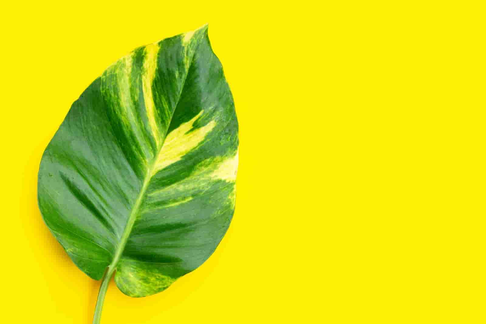 Pothos Leaves Turning Yellow? Here’s Why [ & The Solution ]