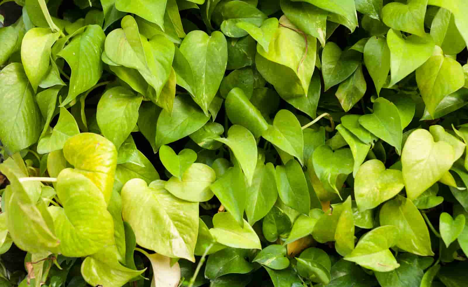 Can Pothos Grow Outside? Here’s The Answer You Should Know