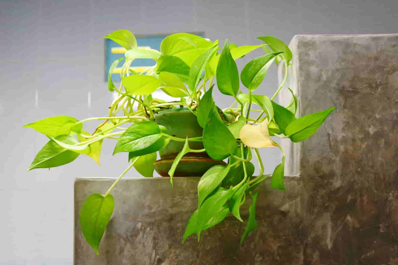Types of Pothos You Will See In This Planet : Complete List