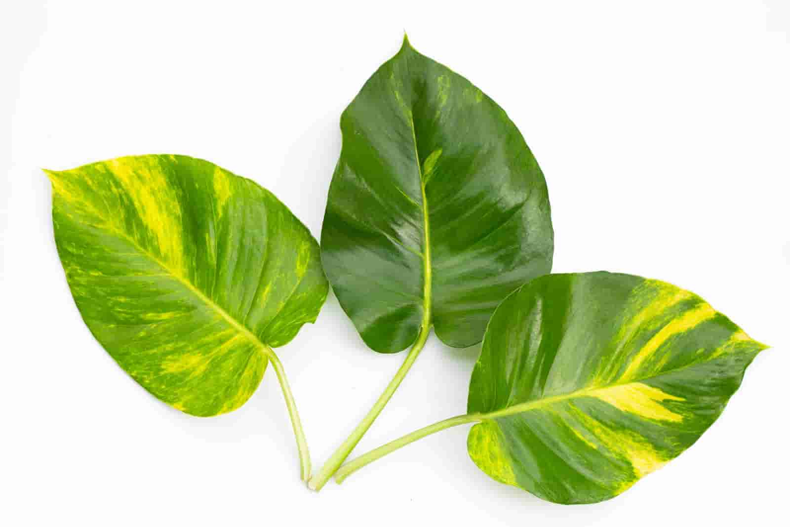 how to care for golden pothos