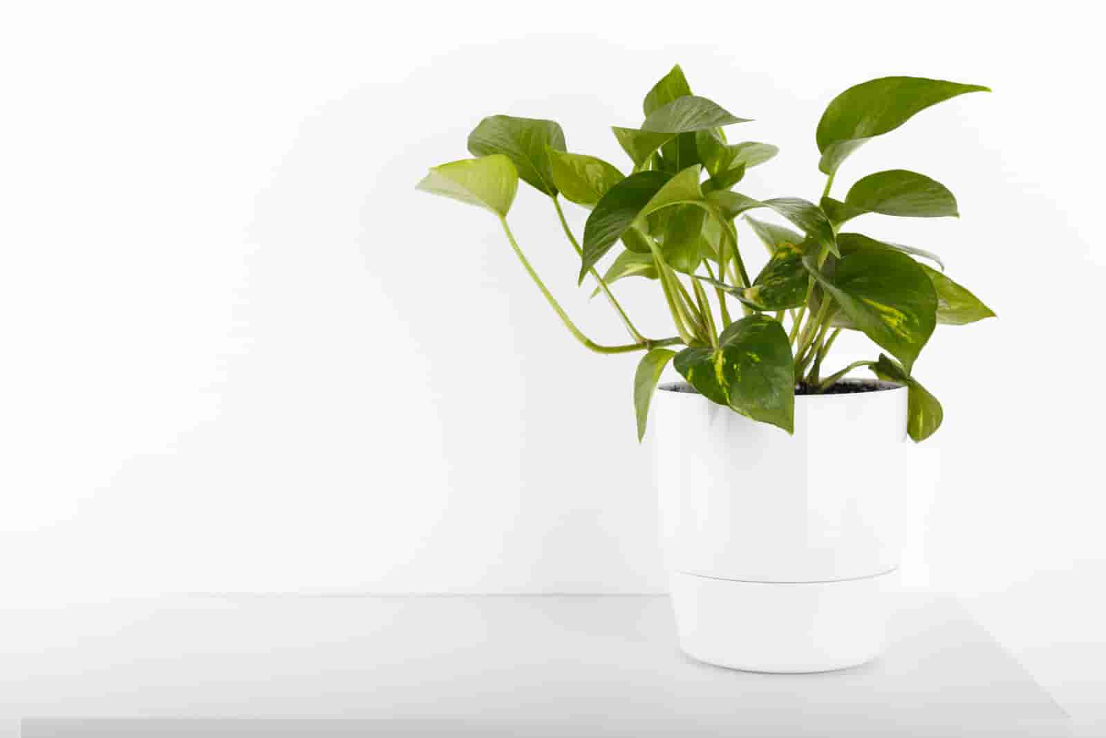 How To Make Pothos Fuller? [ Here Are 5 Important Ways ]