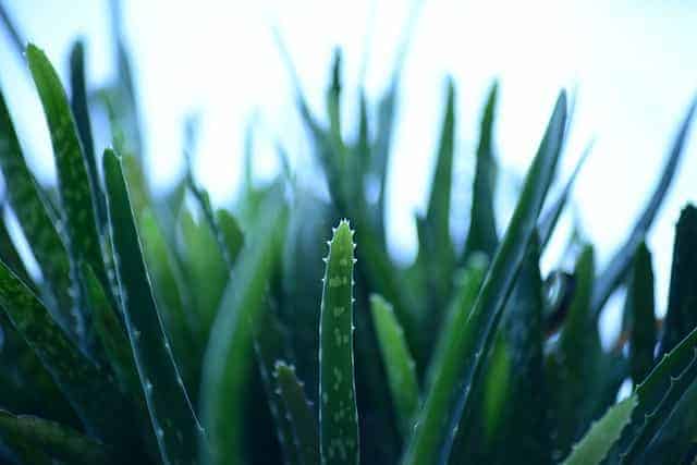 how fast do aloe plants grow