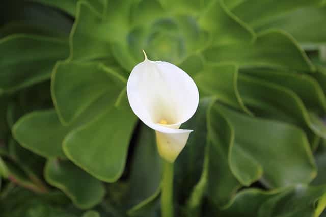why are my calla lilies leaves turning yellow
