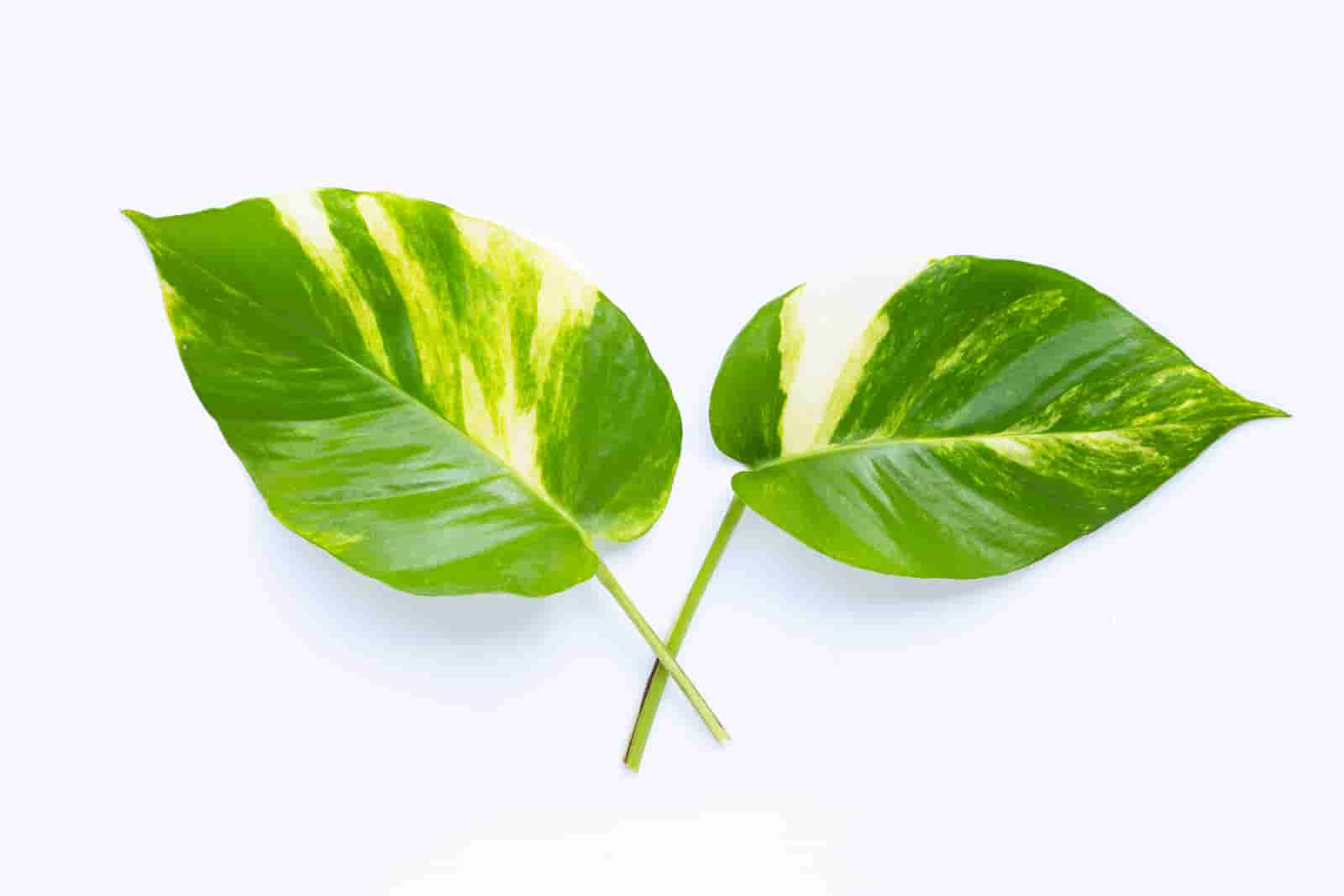pothos drooping