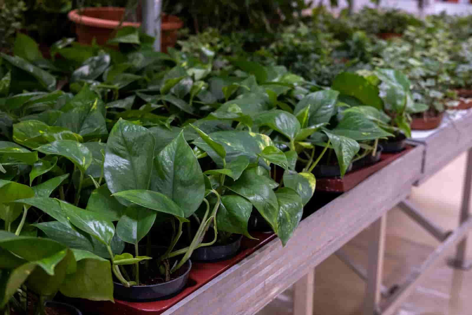How Fast Does Pothos Grow? Here’s The Answer