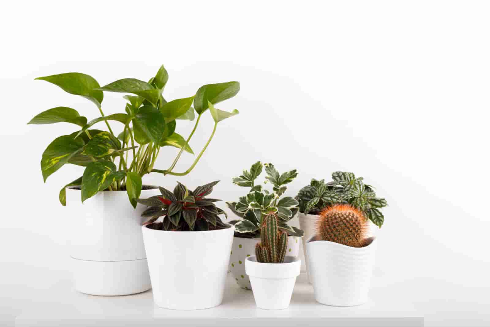 Soil For Pothos : Here’s What You Need To Know