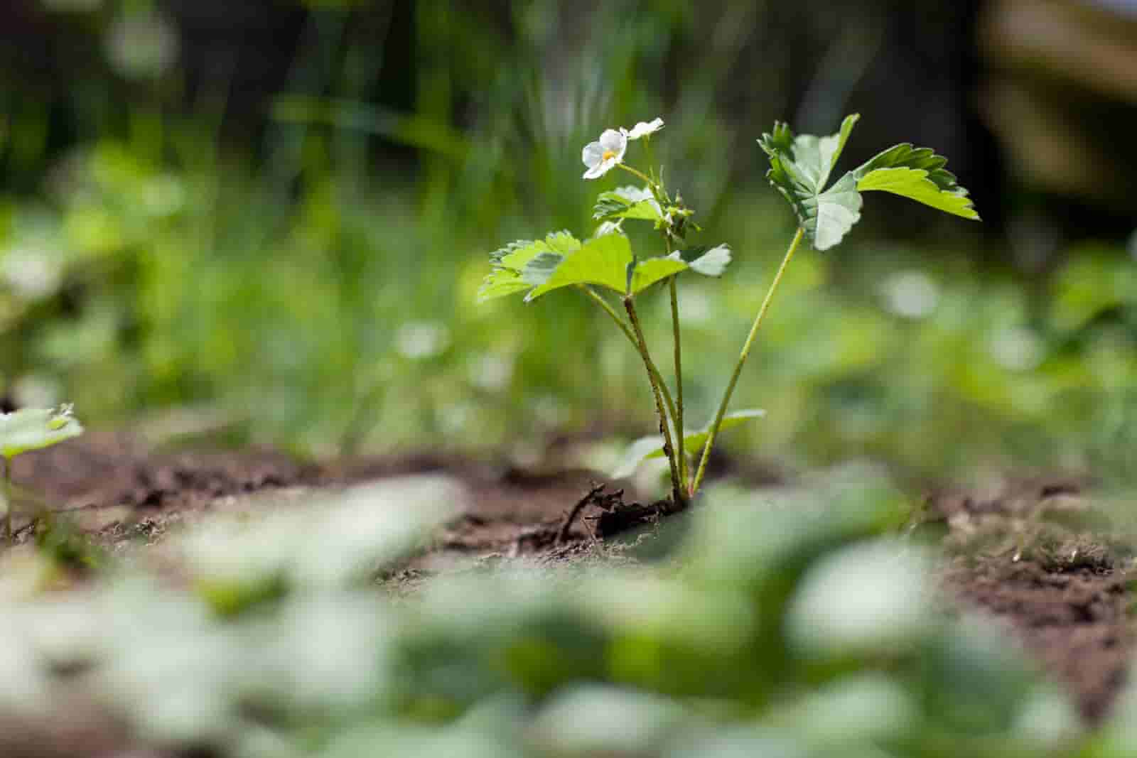 Strawberry Plant Leaves Turning Brown : Here Are The Reasons