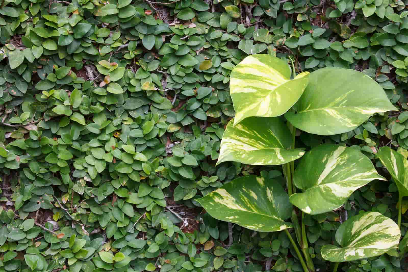 Pothos Temperature Range : Here’s What You Should Know