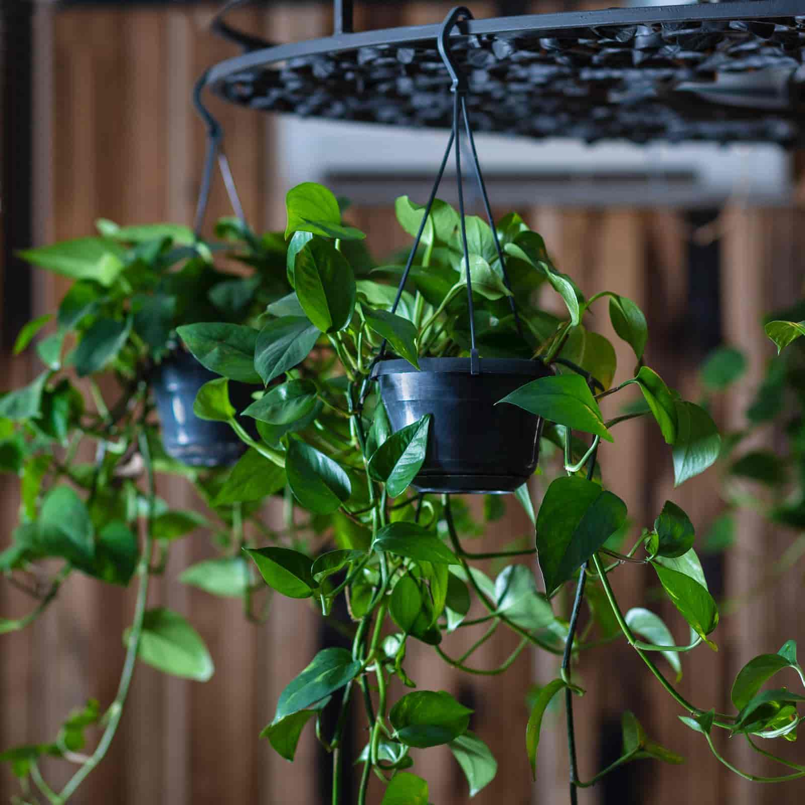 Where Do You Propagate Pothos? [ Everything You Need To Know