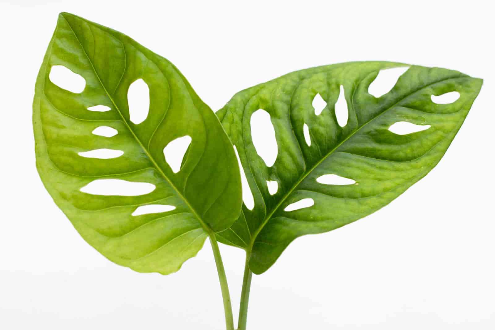 How Fast Does Monstera Grow? Here’s The Real Answer