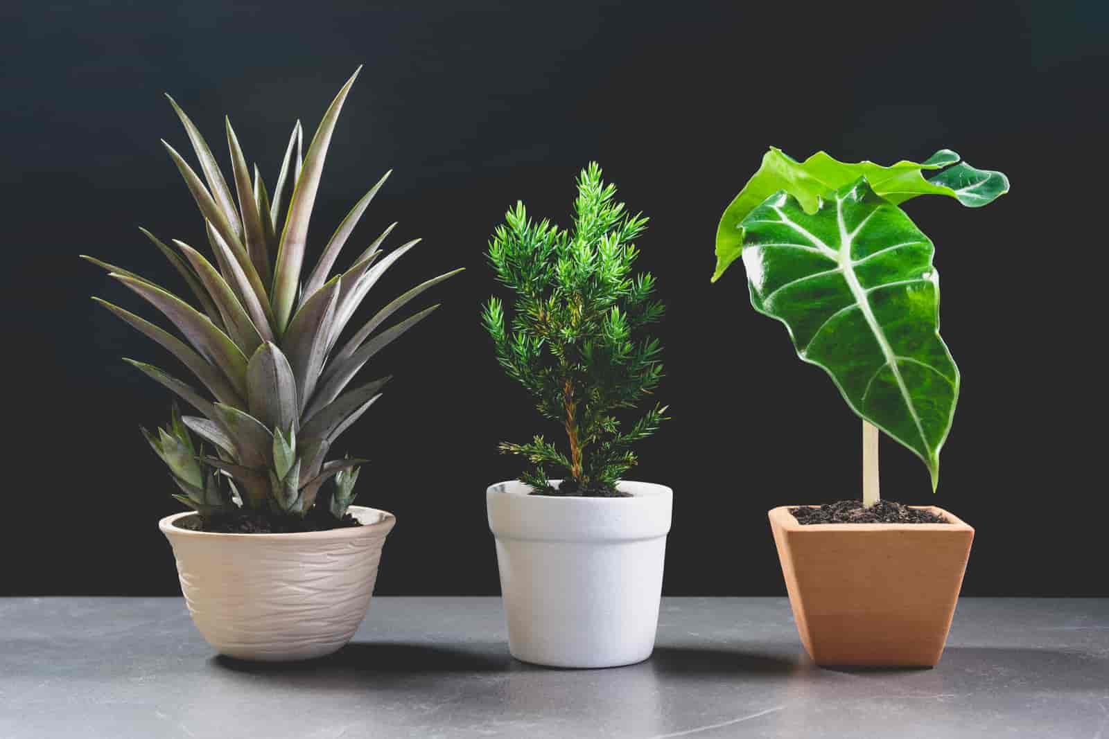 Indoor Low Light Trees You Can Grow In Your House