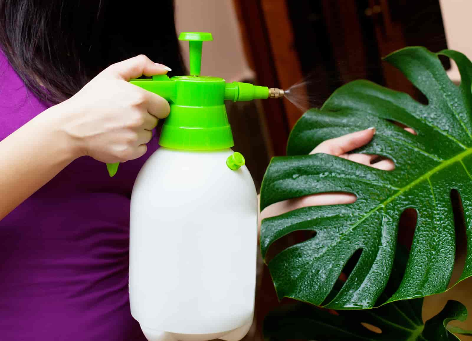 how often to water monstera