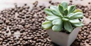 house plants that like coffee grounds