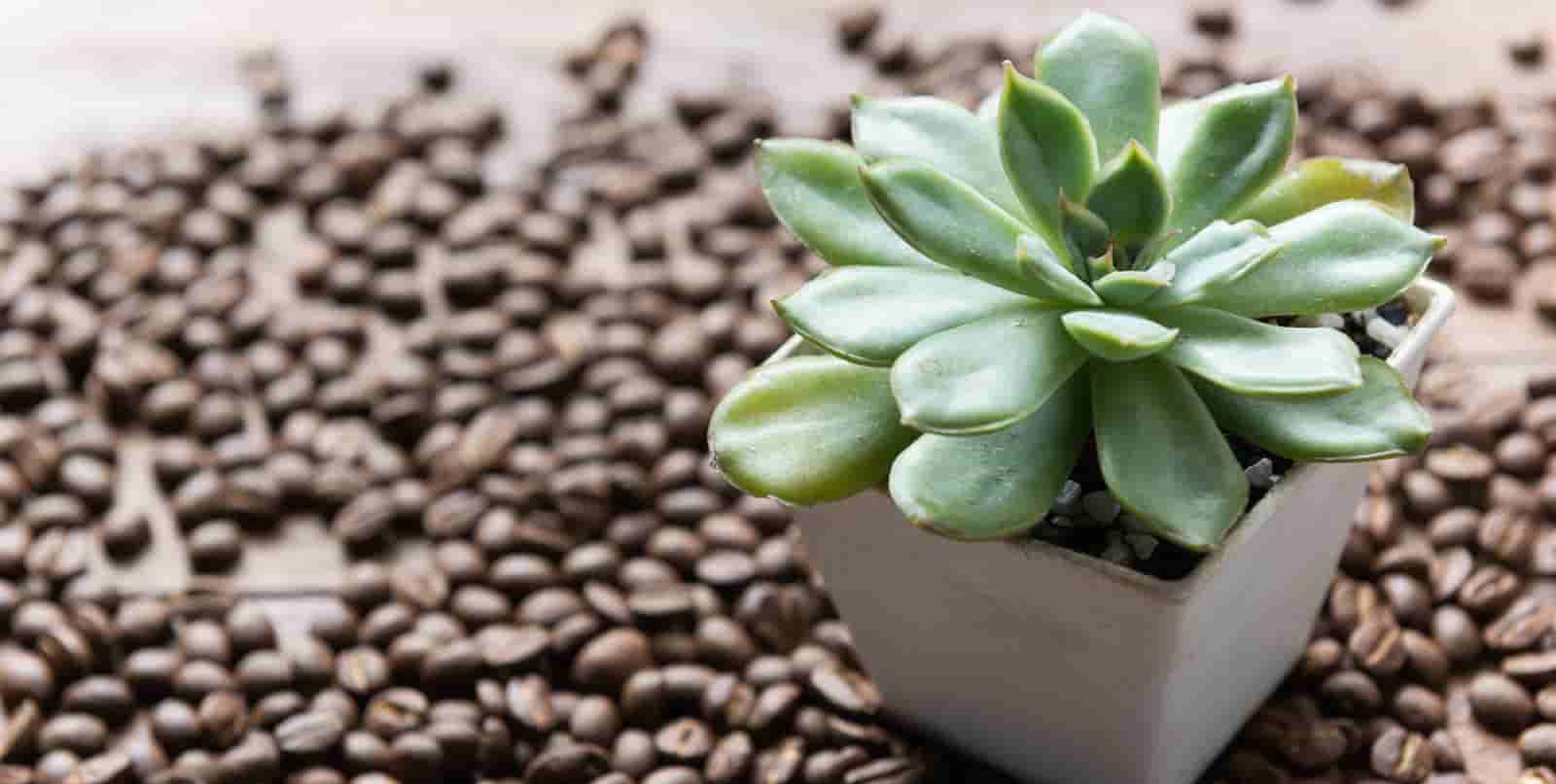 House Plants That Like Coffee Grounds : Here’s A Complete List