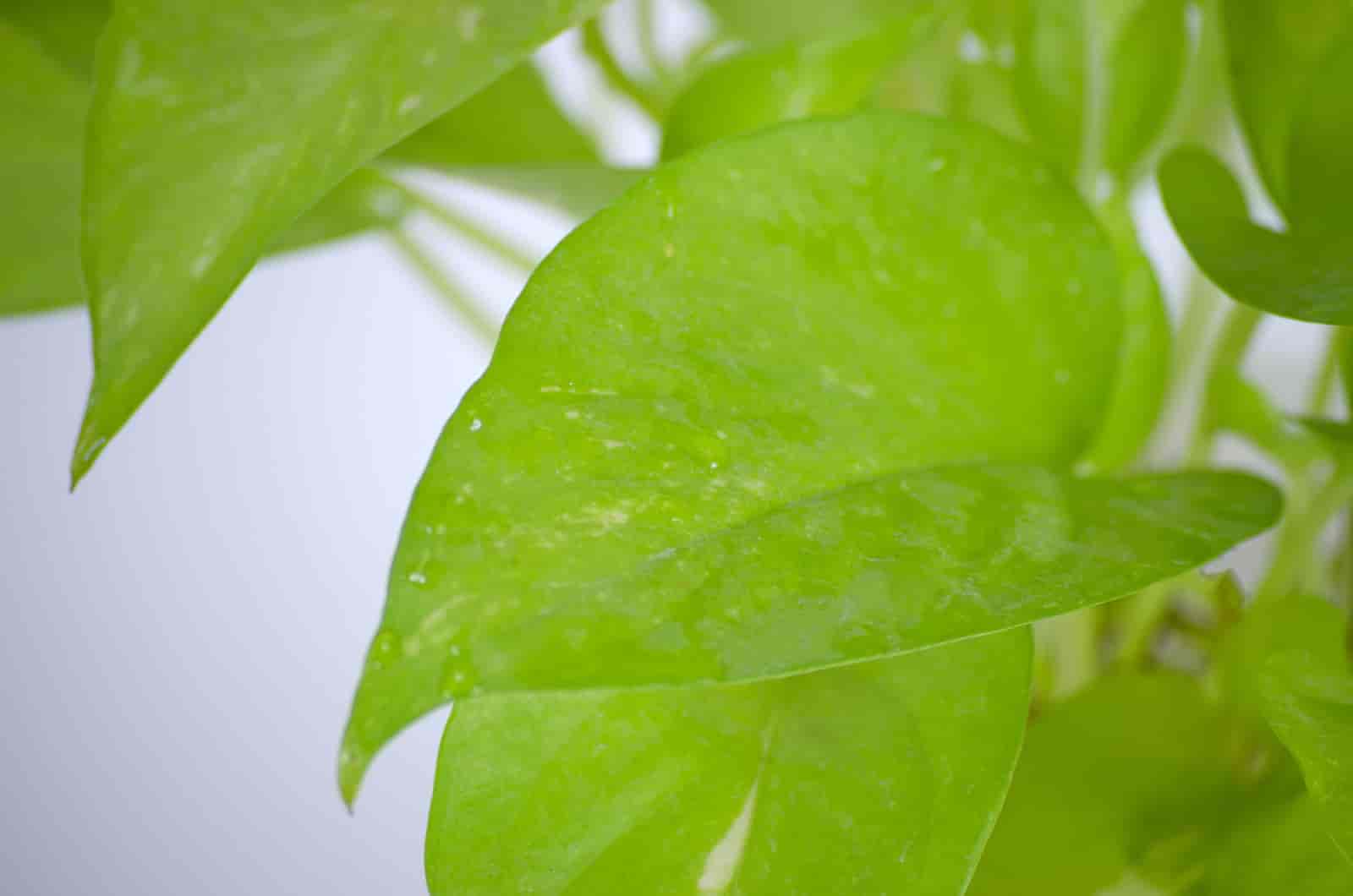 Why Does My Pothos Have Holes? [ Here Are The Reasons ]
