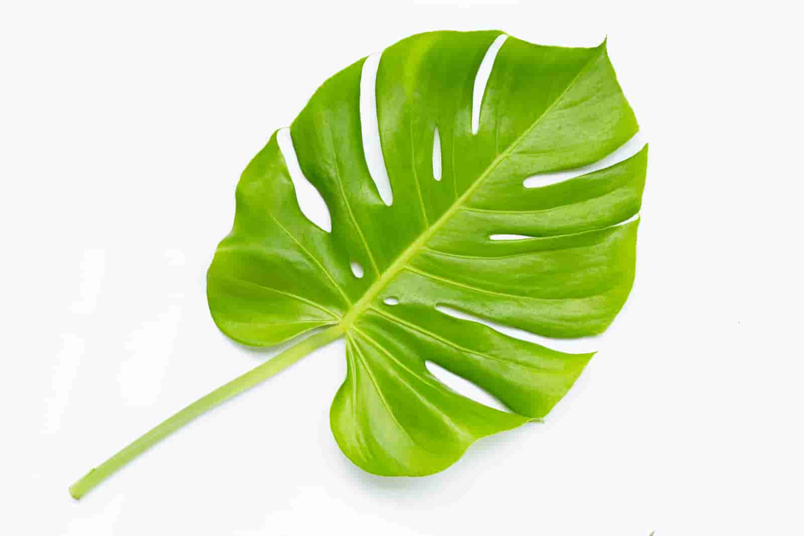 How Much Light Does Monstera Plant Need? Here’s The Answer