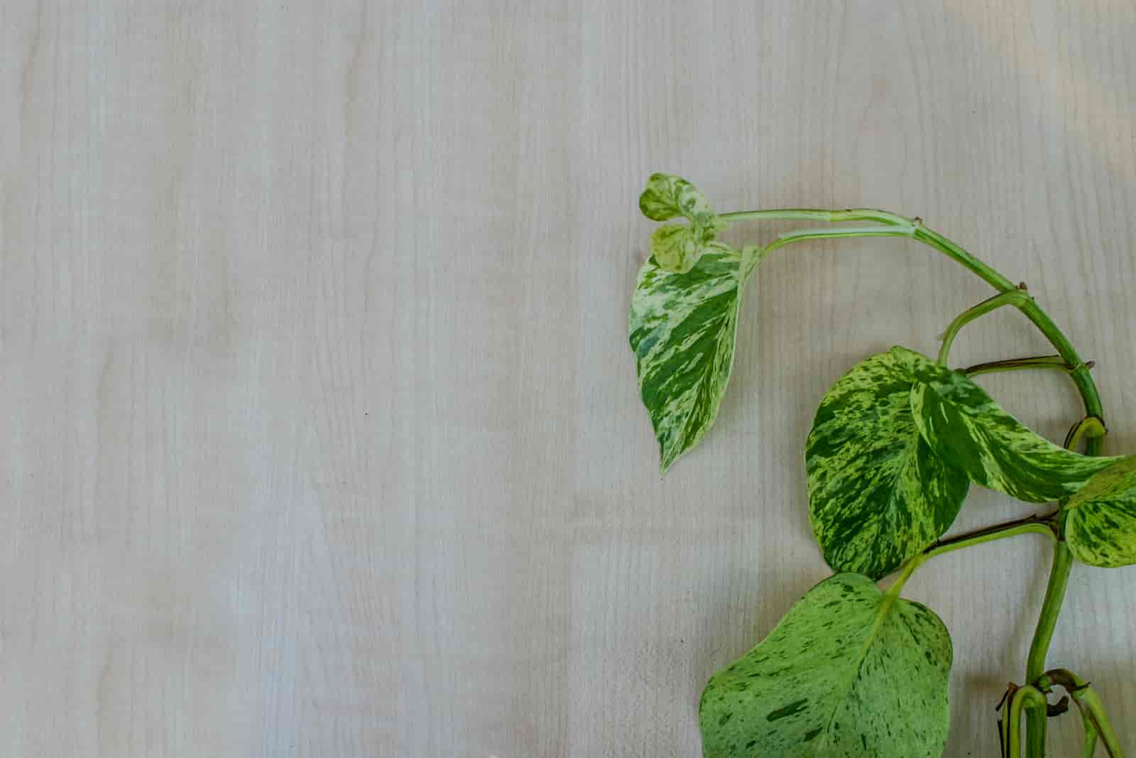 Do Marble Queen Pothos Revert? [ Here’s The Answer ]