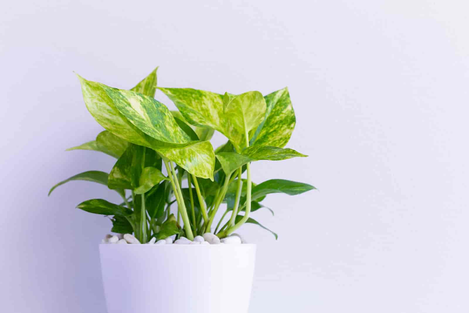 Is Money Plant And Pothos Same? [ Here’s The Answer ]