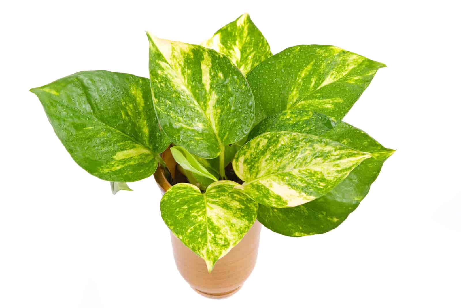 Why Is Pothos So Expensive? [ Here’s The Explanation ]