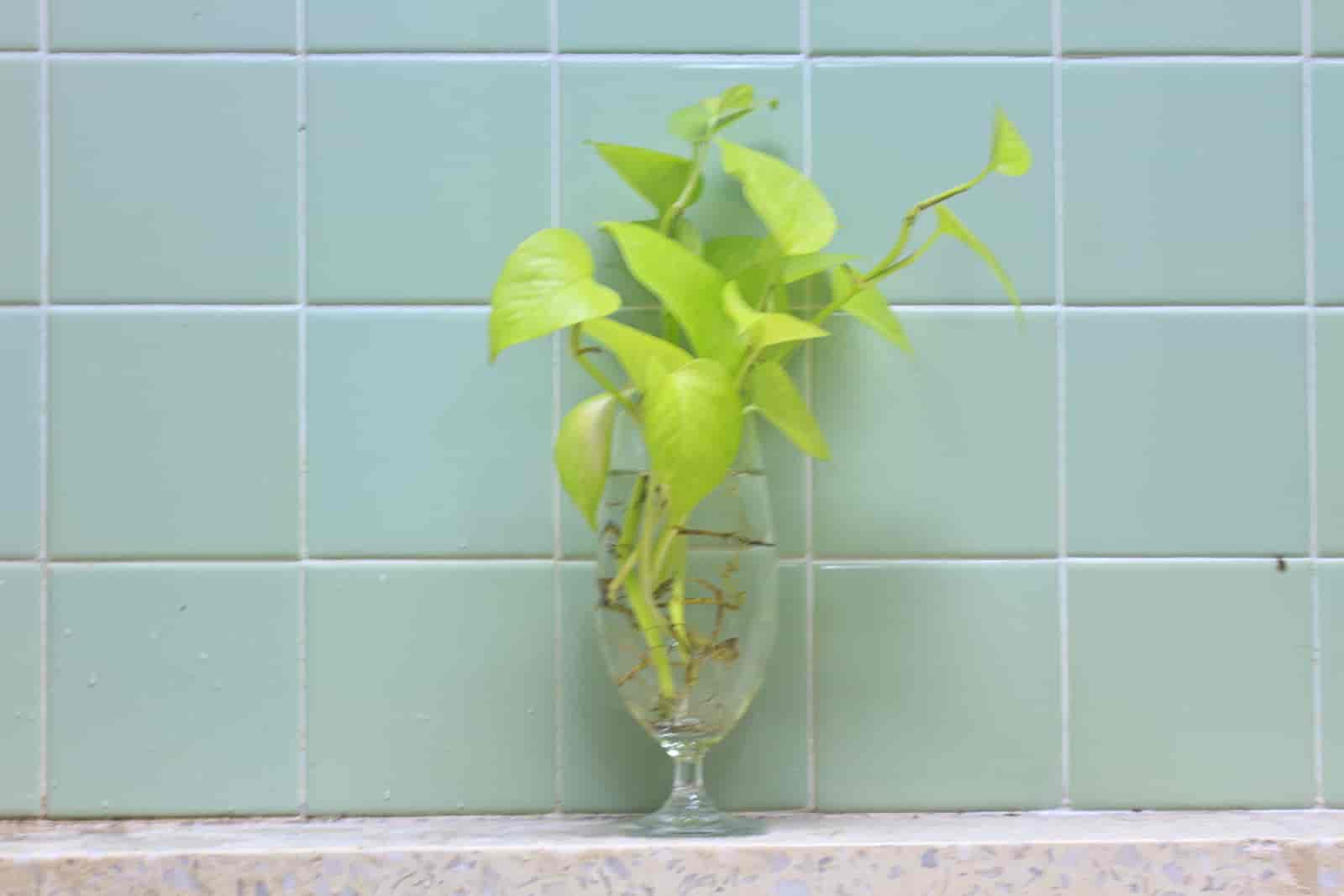Can You Transfer Pothos From Water To Soil? [ Here’s The Answer ]