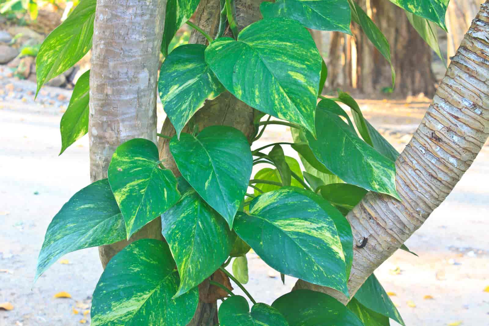 Can You Propagate Pothos Without Leaves? [ See The Answer ]