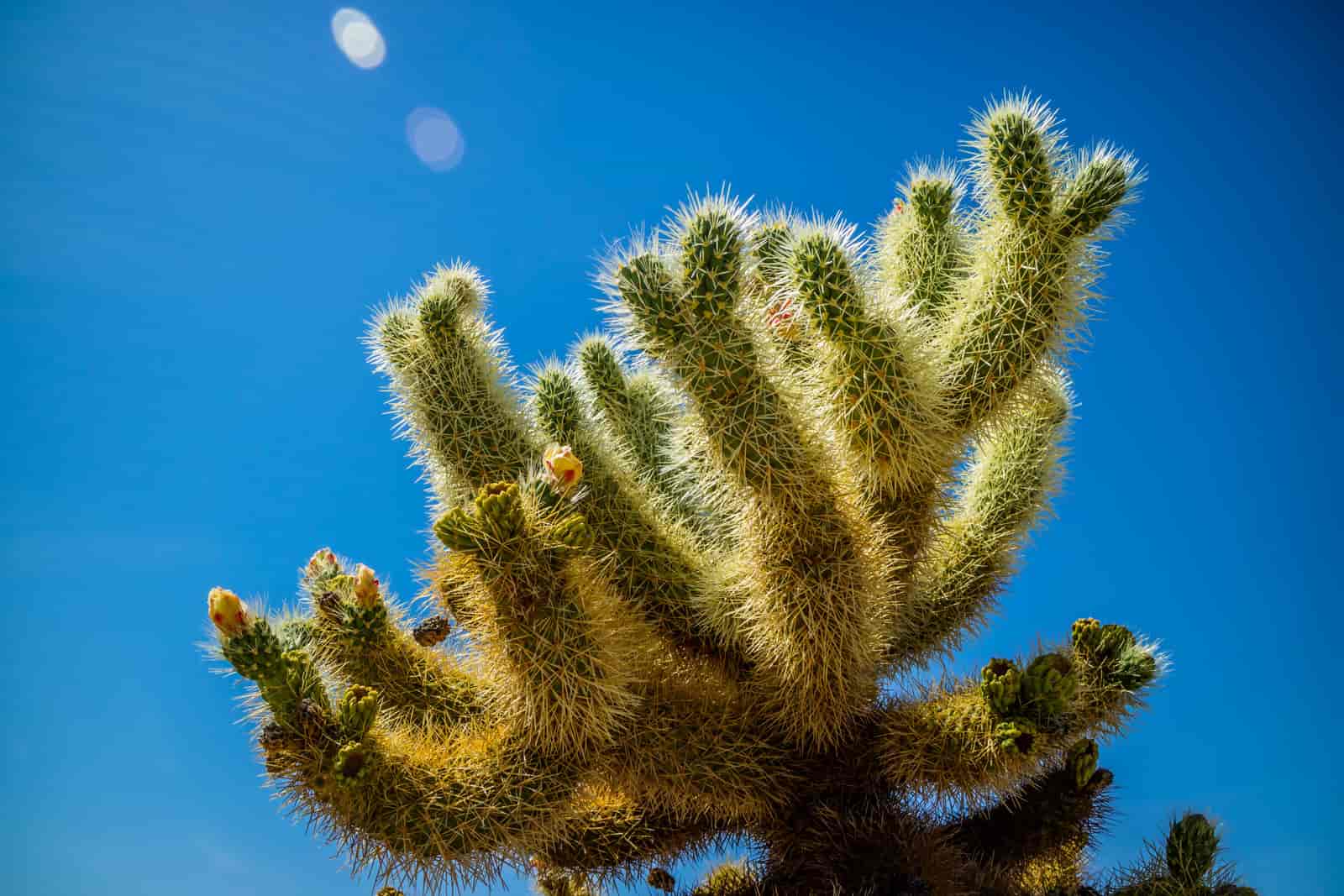Cactus That Shoot Needles : Know About Jumping Cholla
