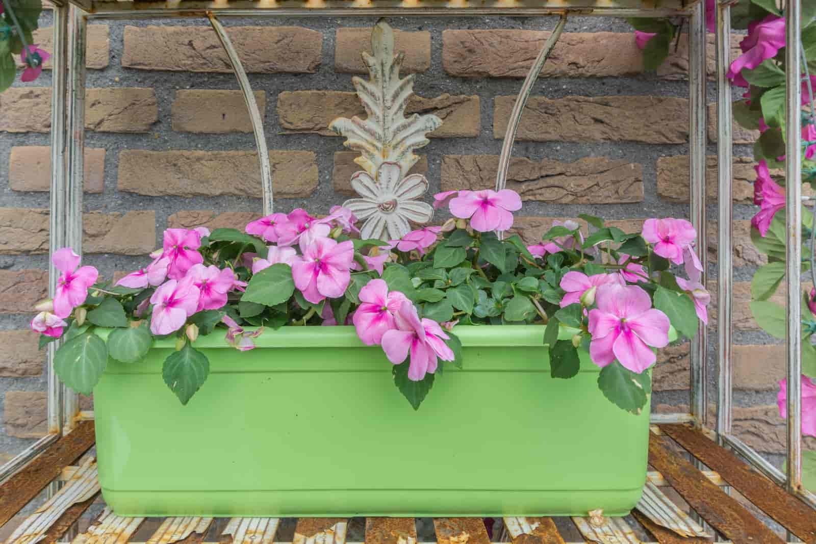 Why Are My Petunias Dying? [ Here Are 6 Possible Reasons ]