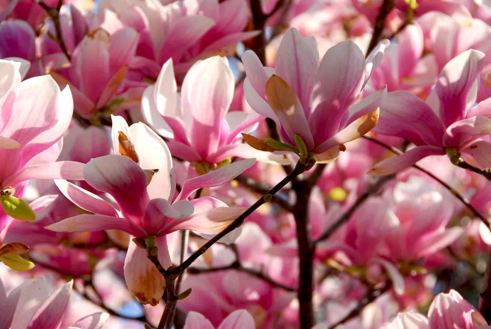 do magnolia trees bloom twice a year