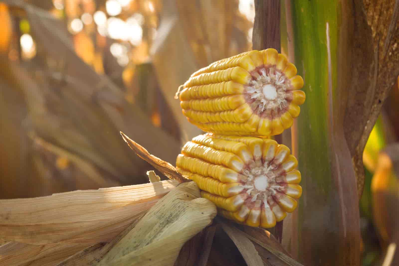 Can You Grow Corn In A Pot? [ Here’s The Answer ]