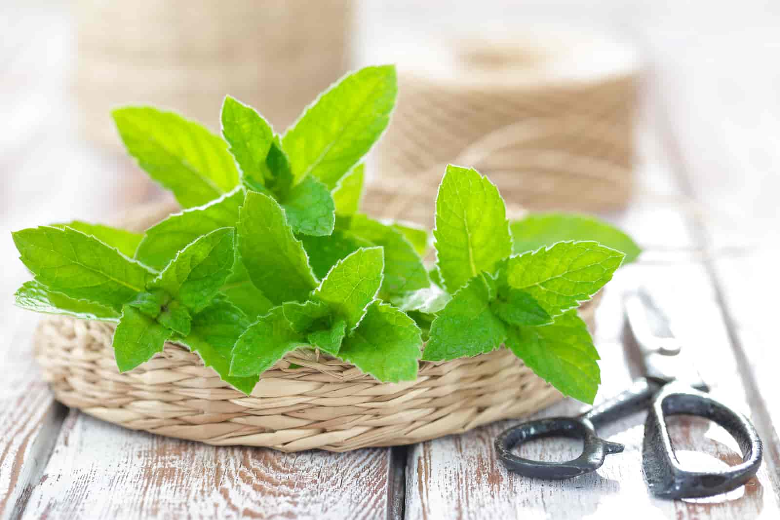 benefits of growing mint indoors