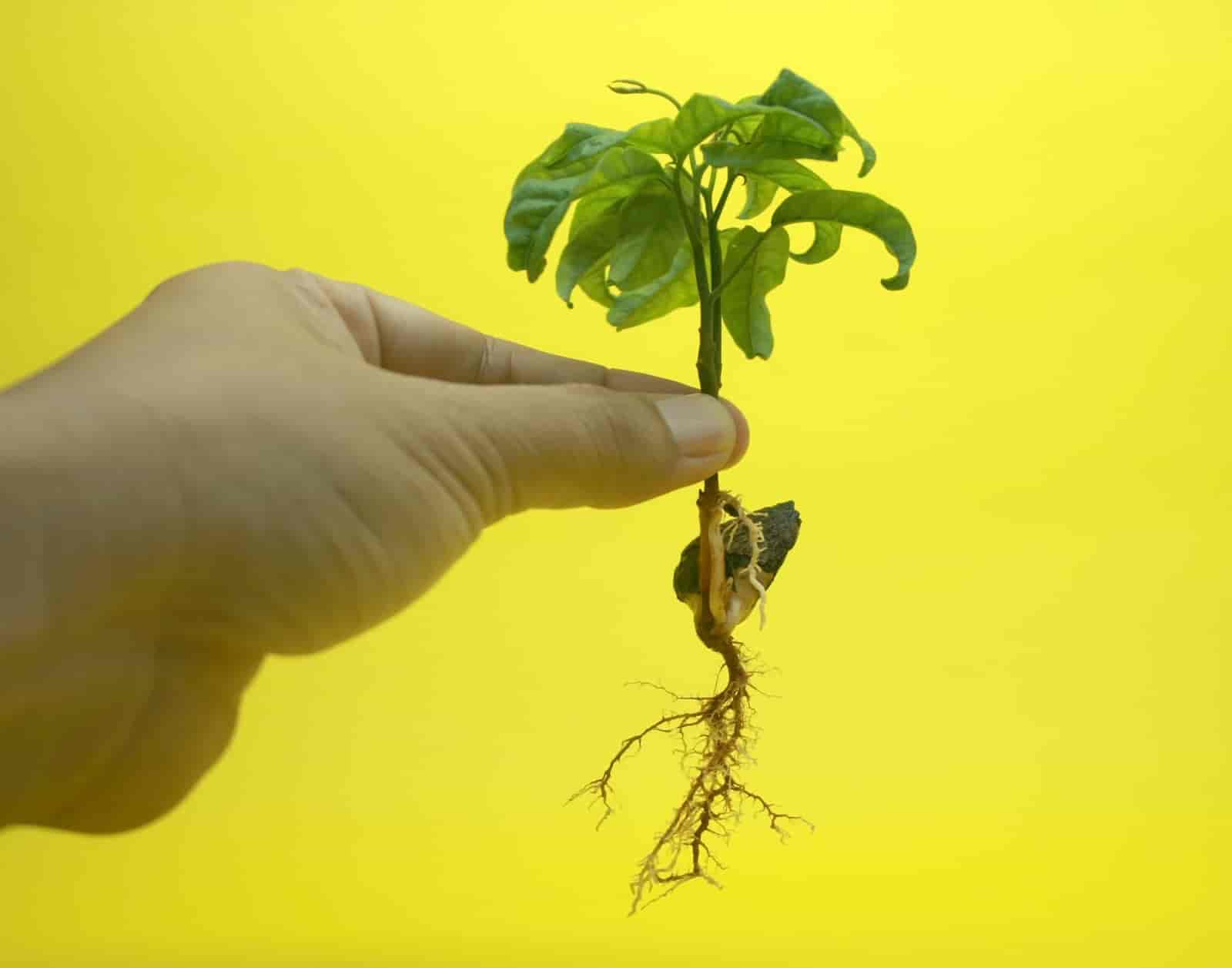 plants with fibrous roots