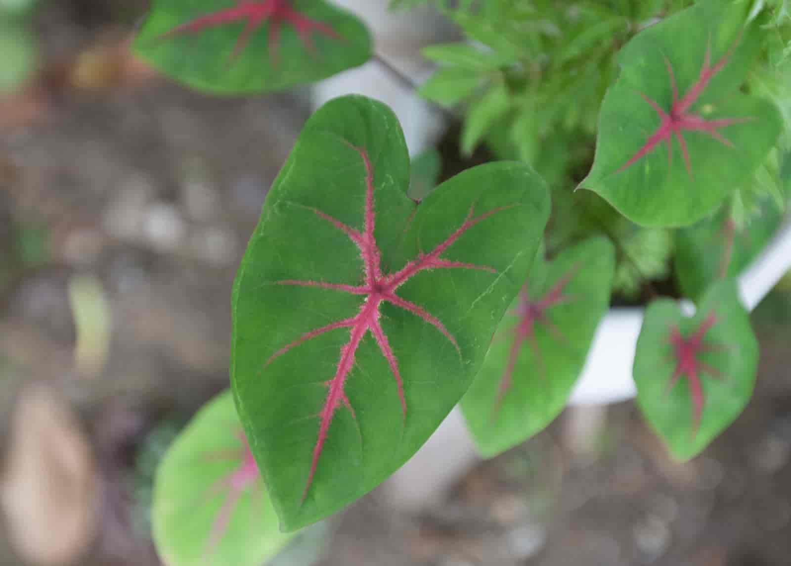houseplants with red veins