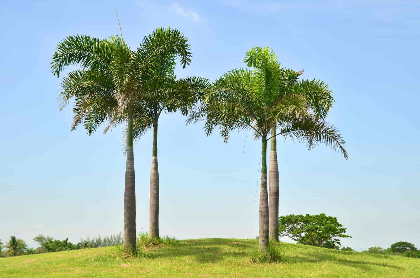 FREE SHIPPING Royal Palm Tree Seeds 15 Seeds