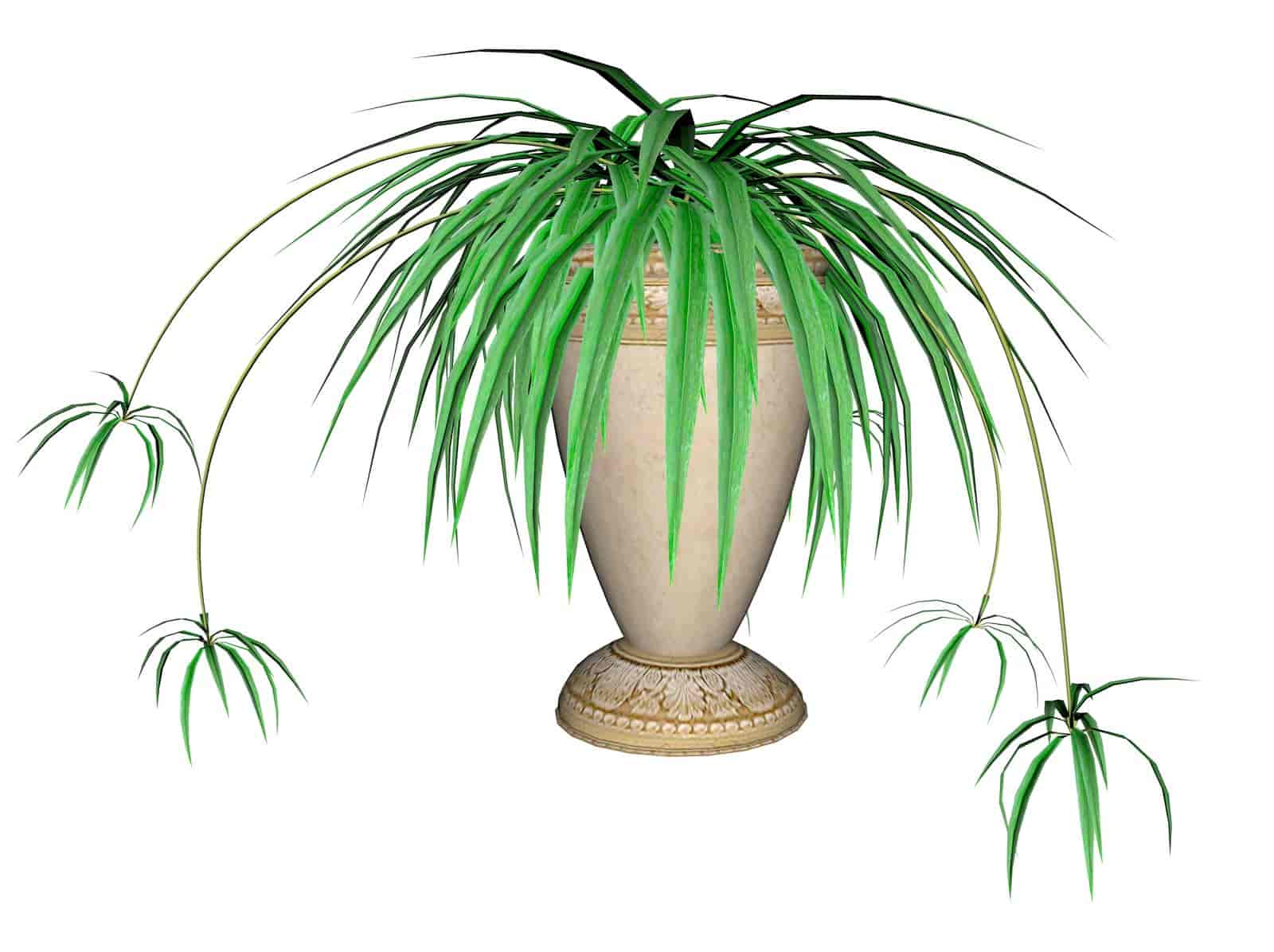How Long Do Spider Plants Live? Here’s The Answer
