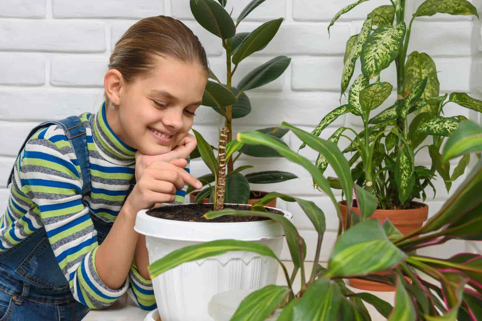 11 Types of Houseplants That Are Easy To Use : [ Our Best Pick ]