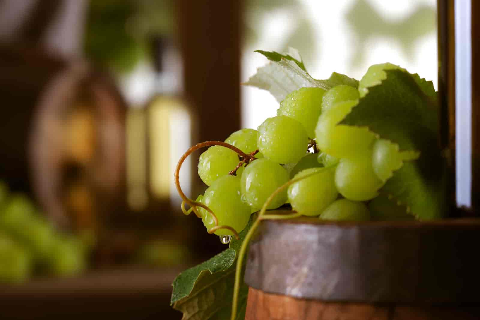 Can You Grow Grapes In A Pot? [ Know Here ]