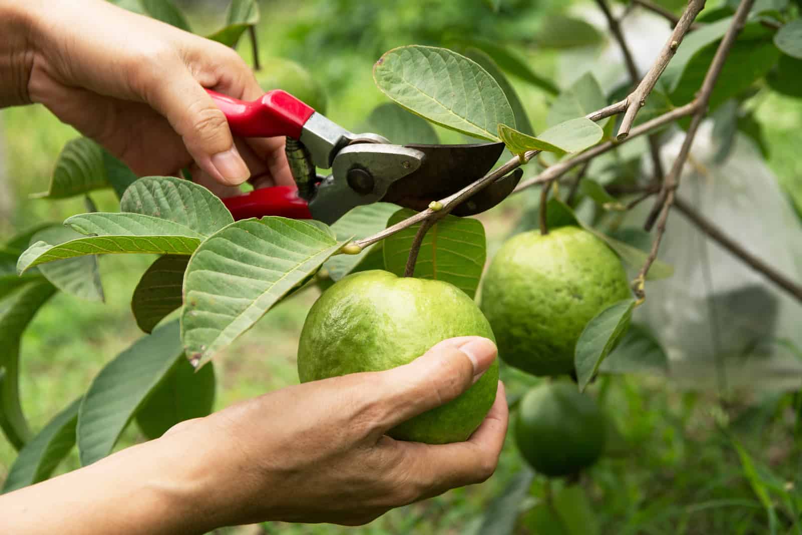 Fast Growing Fruit Trees : [ Here’s A Complete List ]