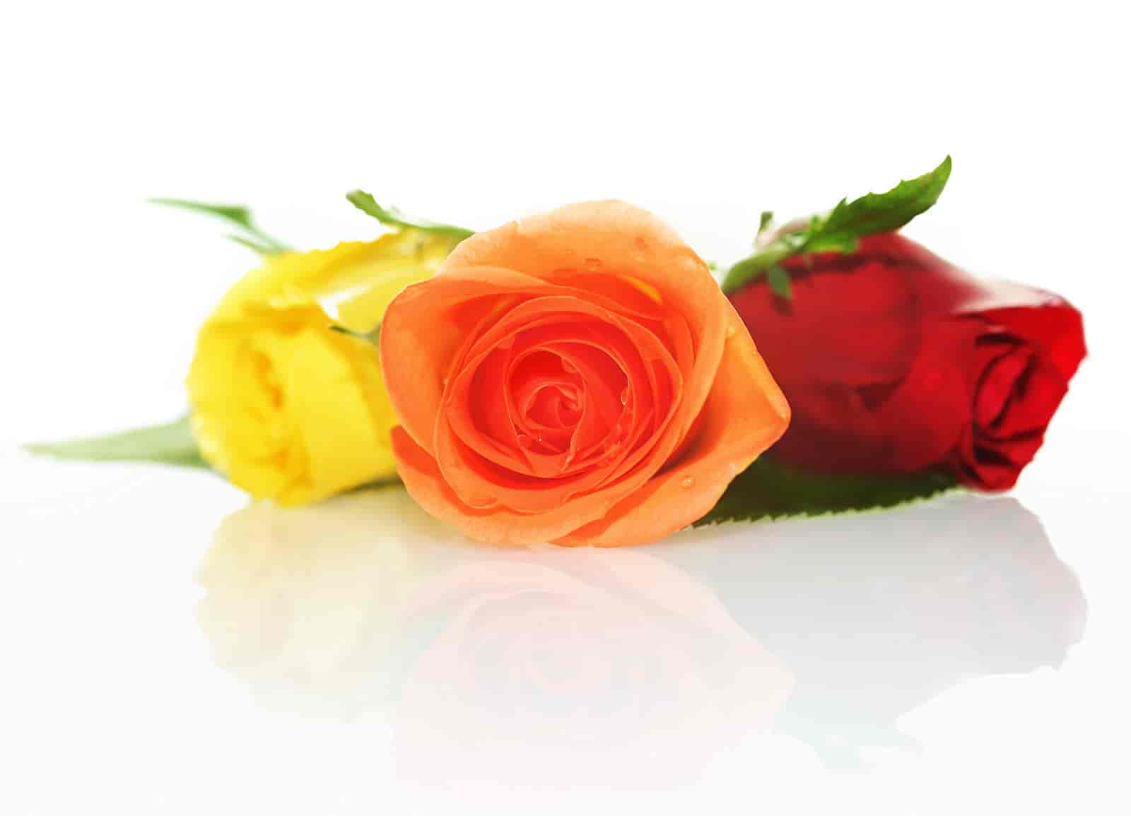 Are Roses Monocots Or Dicots? [ Here’s The Answer ]