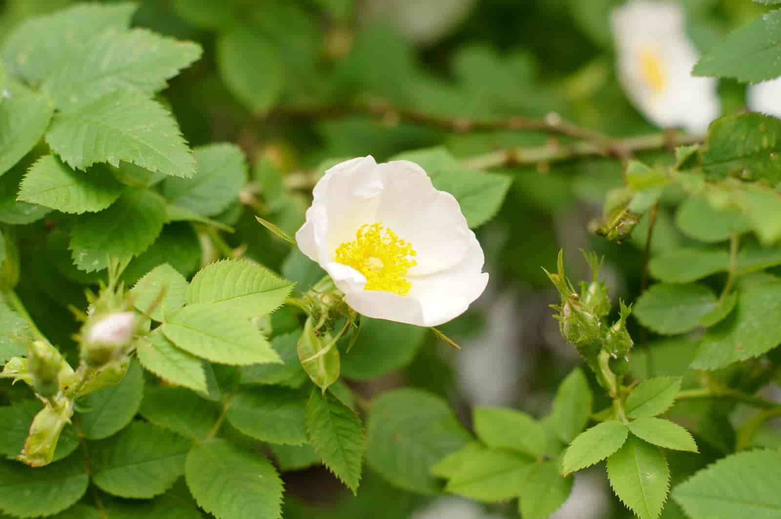 wild rose plant identification