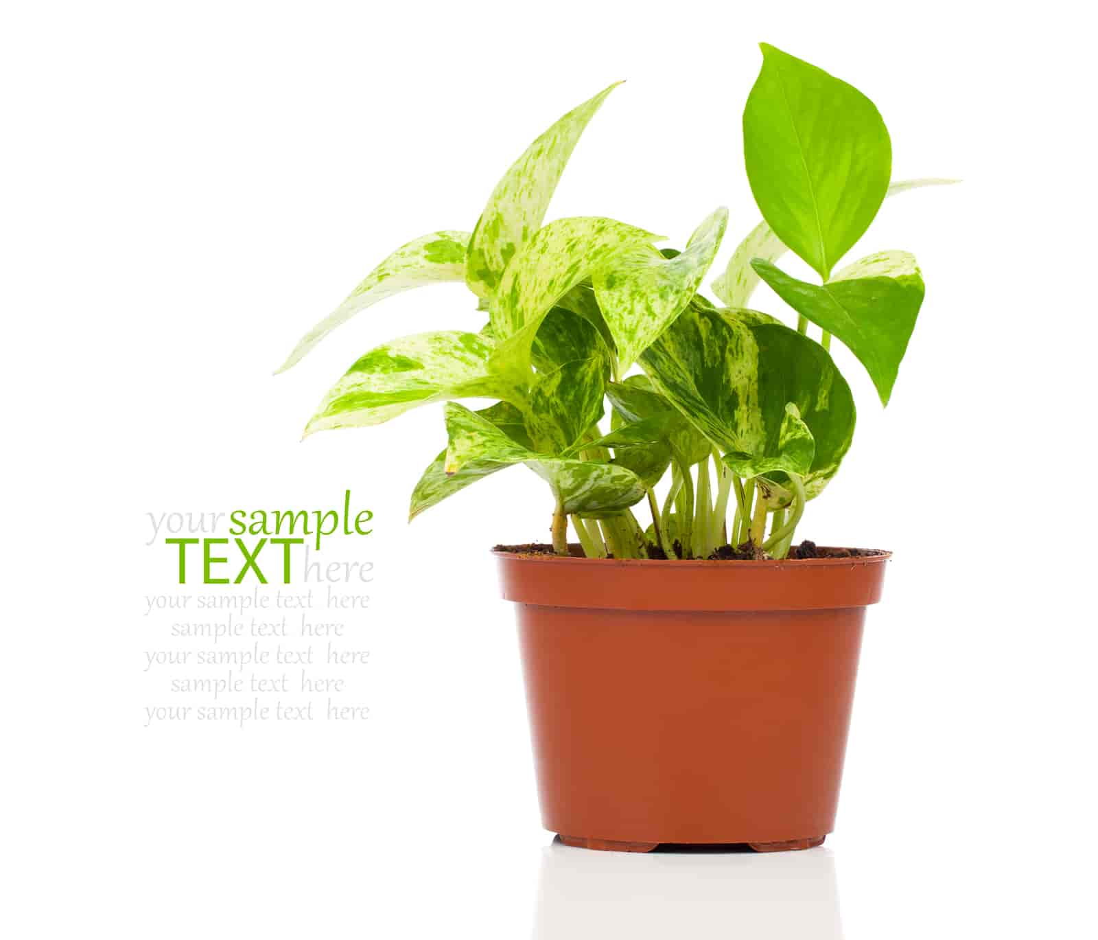 Marble Queen Pothos Benefits : [ Know All Here ]