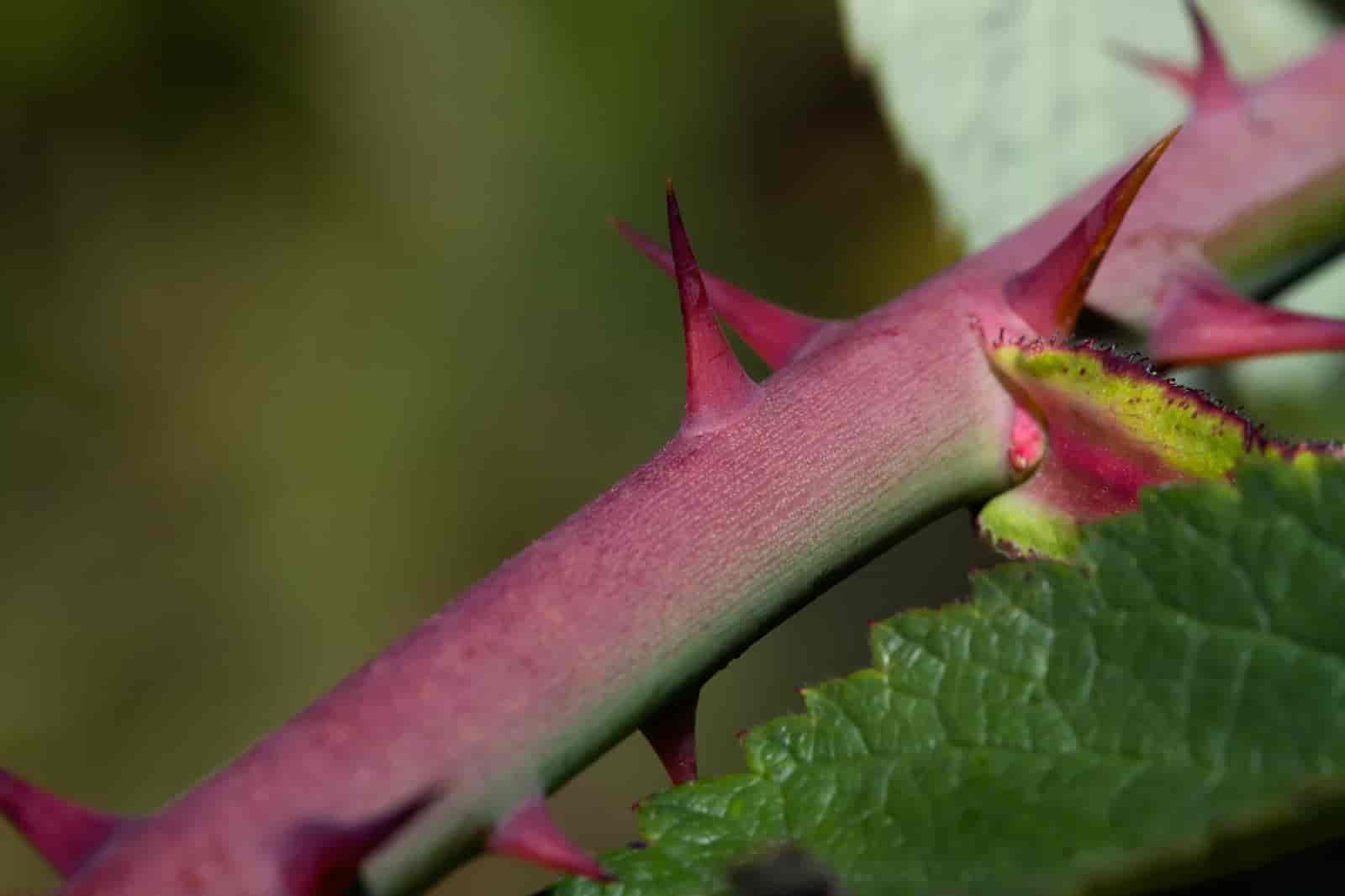 Why Do Roses Have Thorns? [ See The Reasons Here ]