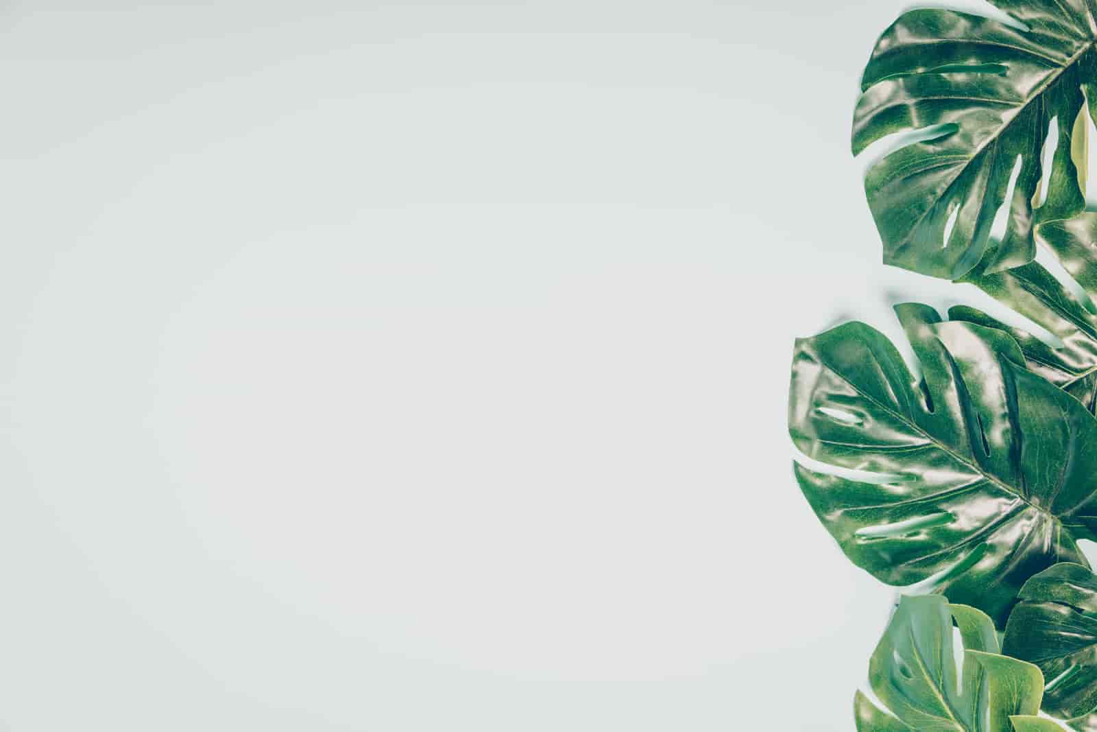 When Do Monstera Leaves Split? [ Here’s The Answer ]