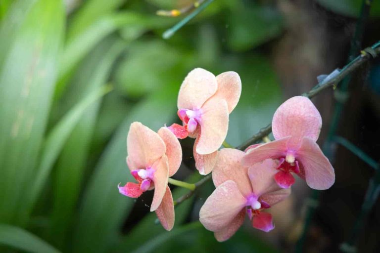 types of dendrobium orchids