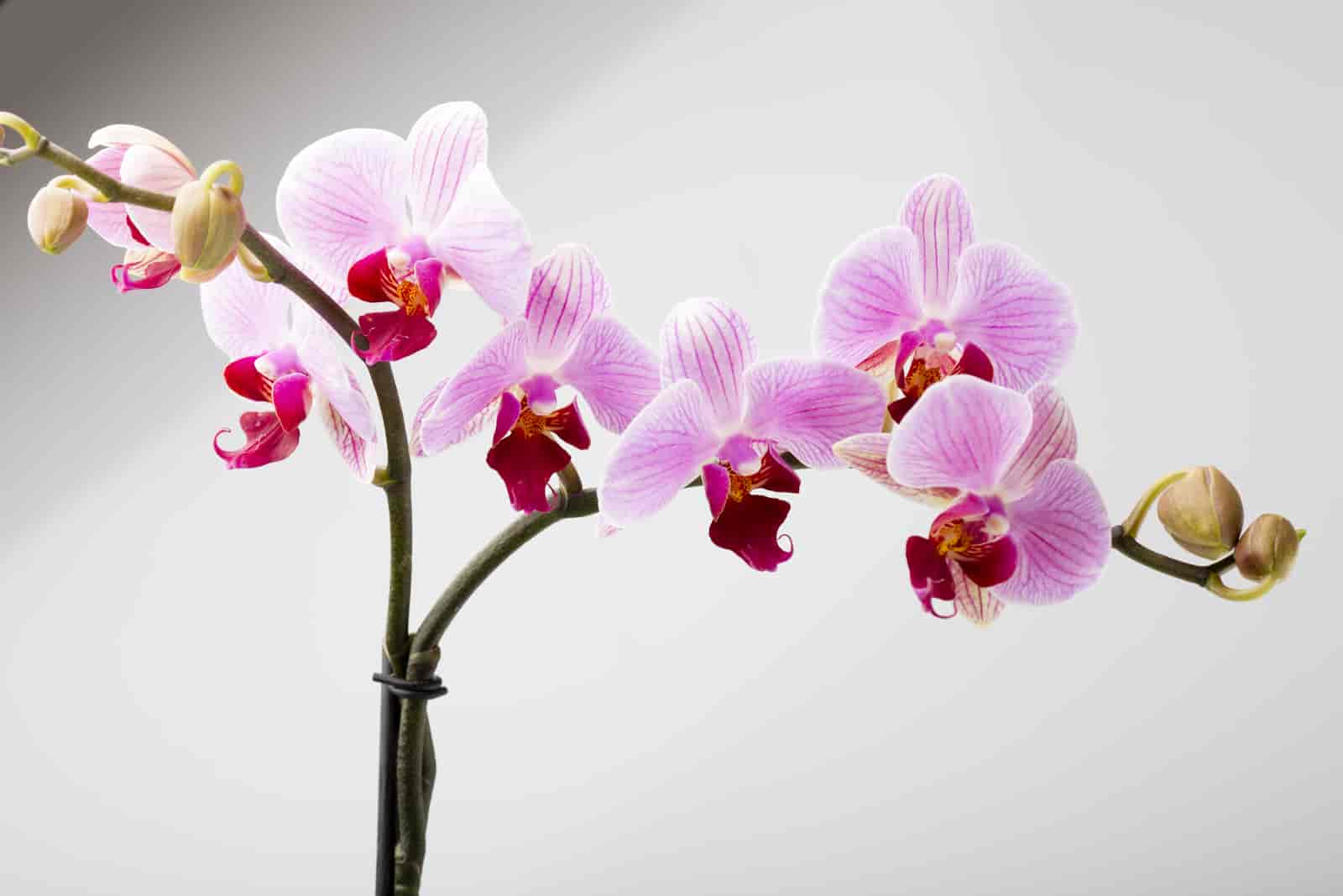 how to repot an orchid with air roots