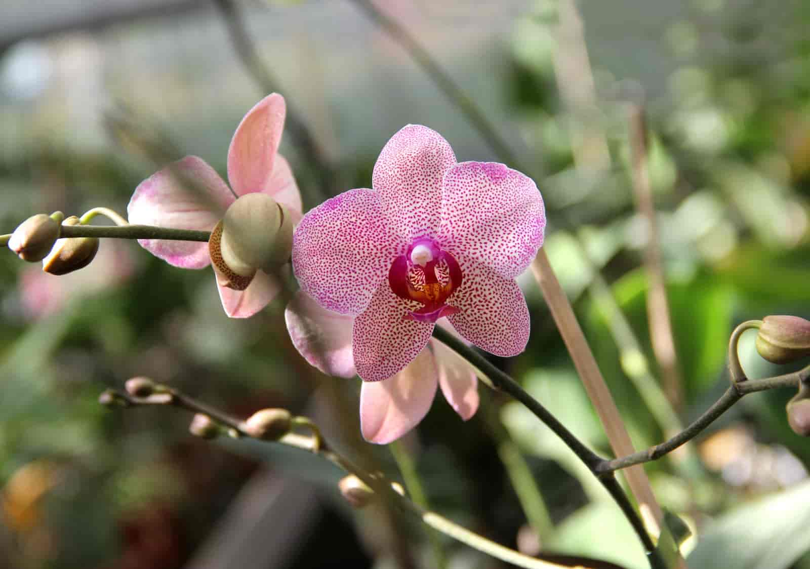 How To Clean Orchid Leaves: [ A Step By Step Process ]