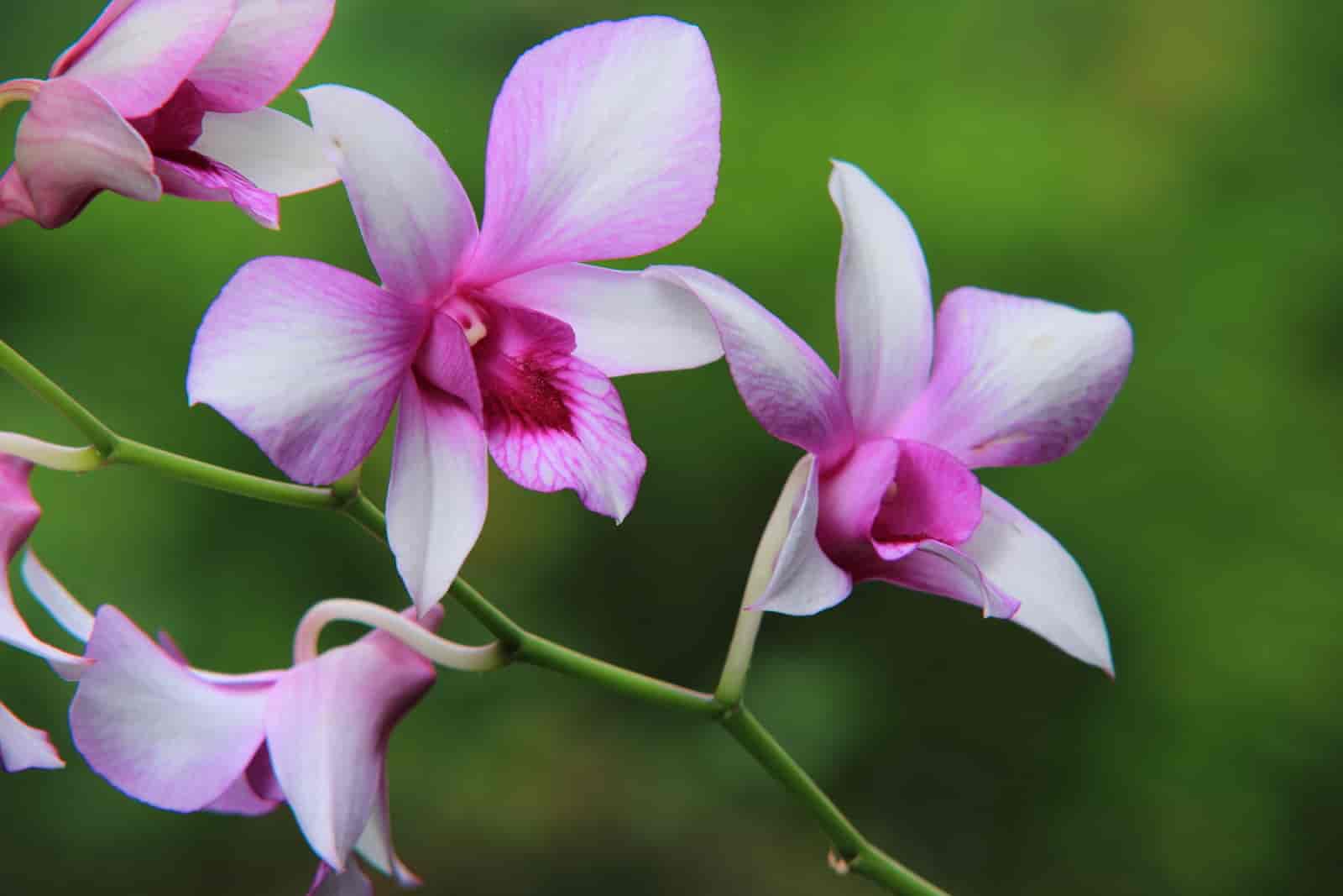 most fragrant orchids