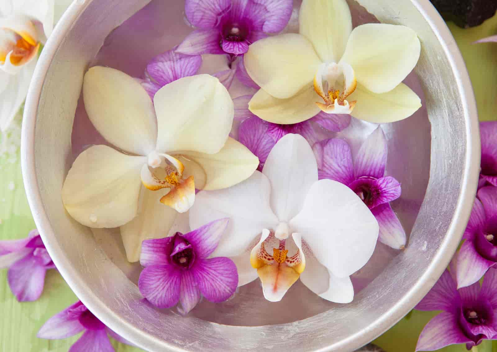 can orchids grow in water