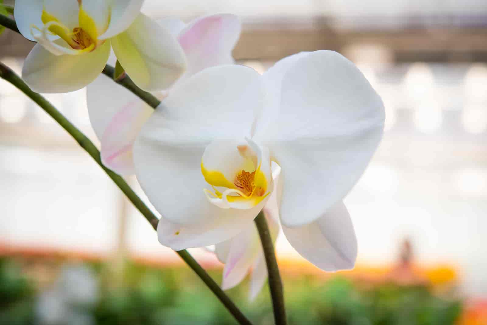 how to save an orchid leaves